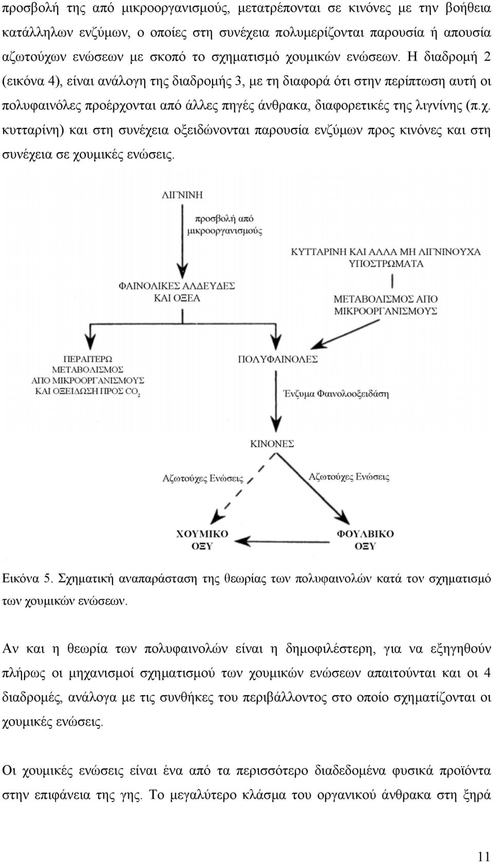 Εικόνα 5. Σχηµατική αναπαράσταση της θεωρίας των πολυφαινολών κατά τον σχηµατισµό των χουµικών ενώσεων.