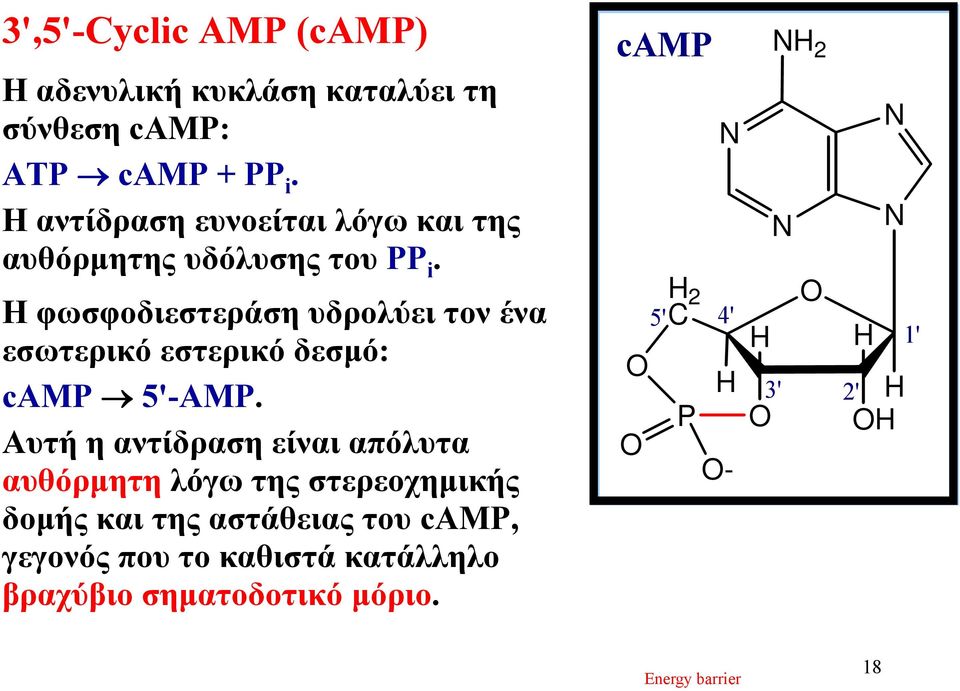 Η φωσφοδιεστεράση υδρολύει τον ένα εσωτερικό εστερικό δεσμό: camp 5'-AMP.