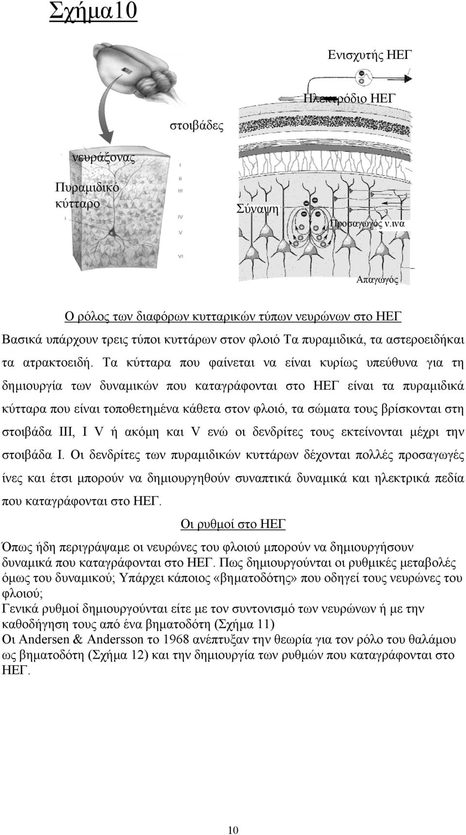 Τα κύτταρα που φαίνεται να είναι κυρίως υπεύθυνα για τη δηµιουργία των δυναµικών που καταγράφονται στο ΗΕΓ είναι τα πυραµιδικά κύτταρα που είναι τοποθετηµένα κάθετα στον φλοιό, τα σώµατα τους