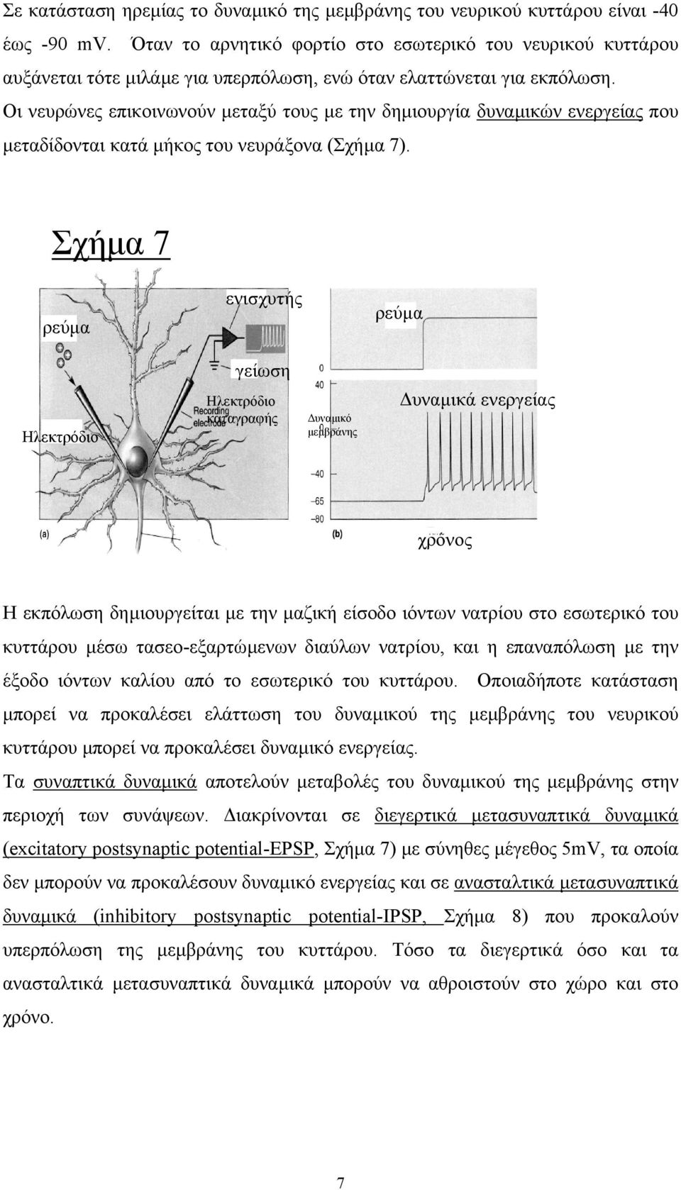 Οι νευρώνες επικοινωνούν µεταξύ τους µε την δηµιουργία δυναµικών ενεργείας που µεταδίδονται κατά µήκος του νευράξονα (Σχήµα 7).