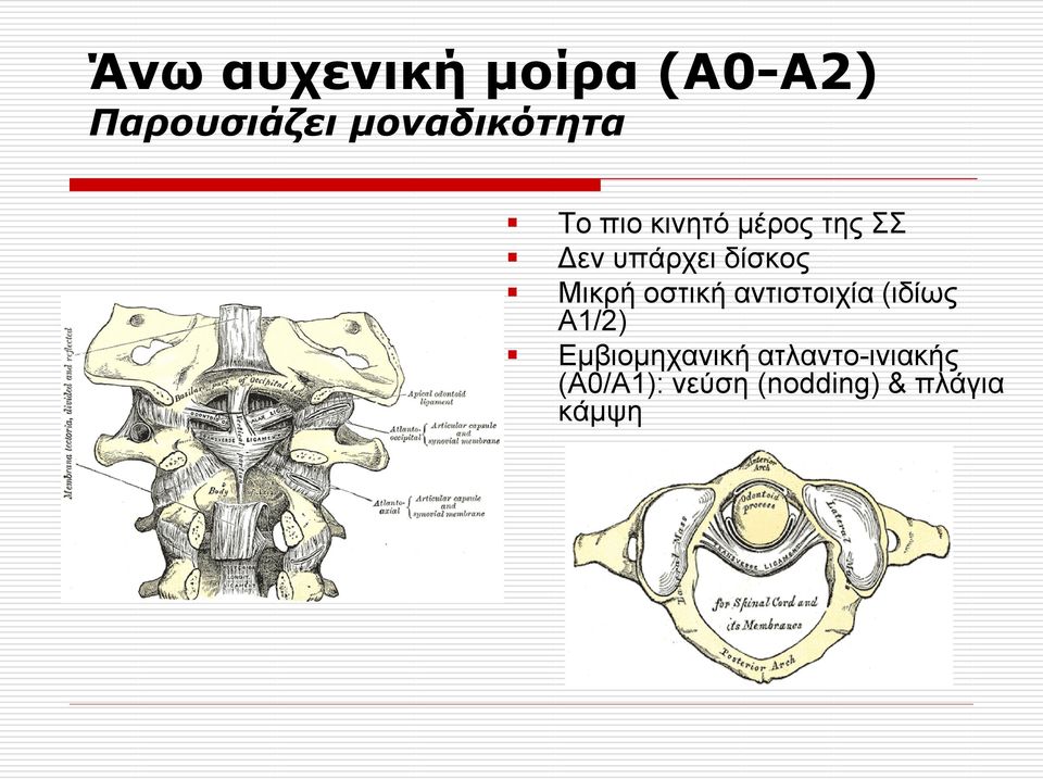 δίζθνο Μηθξή νζηηθή αληηζηνηρία (ηδίσο Α1/2)