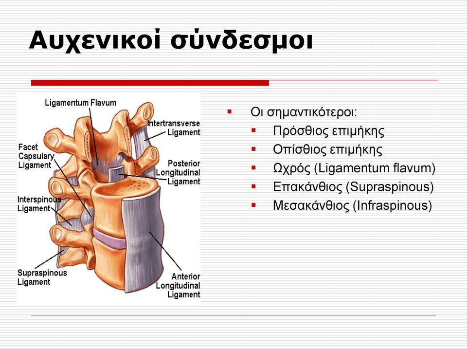 Χρξφο (Ligamentum flavum) Δπαθάλζηνο