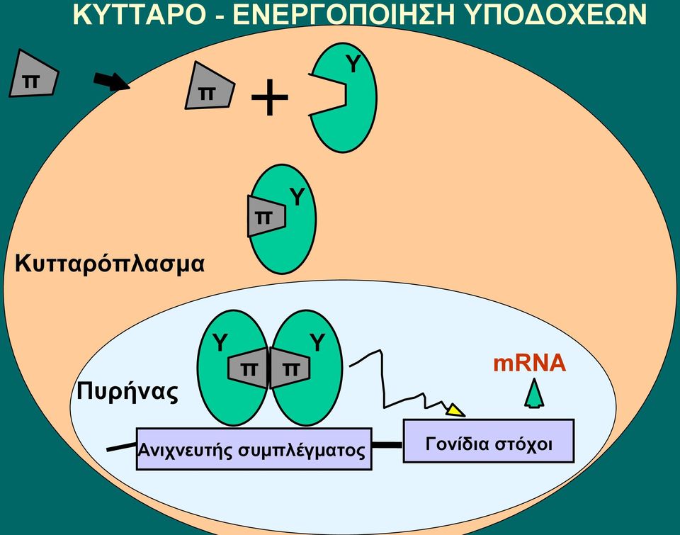 Κυτταρόπλασμα Πυρήνας Υ π π