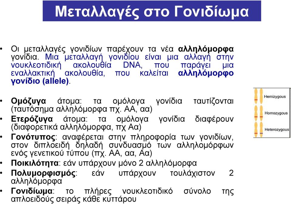 Ομόζυγα άτομα: τα ομόλογα γονίδια ταυτίζονται (ταυτόσημα αλληλόμορφα πχ.