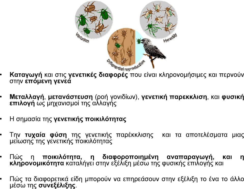 παρέκκλισης και τα αποτελέσματα μιας μείωσης της γενετικής ποικιλότητας Πώς η ποικιλότητα, η διαφοροποιημένη αναπαραγωγή, και η