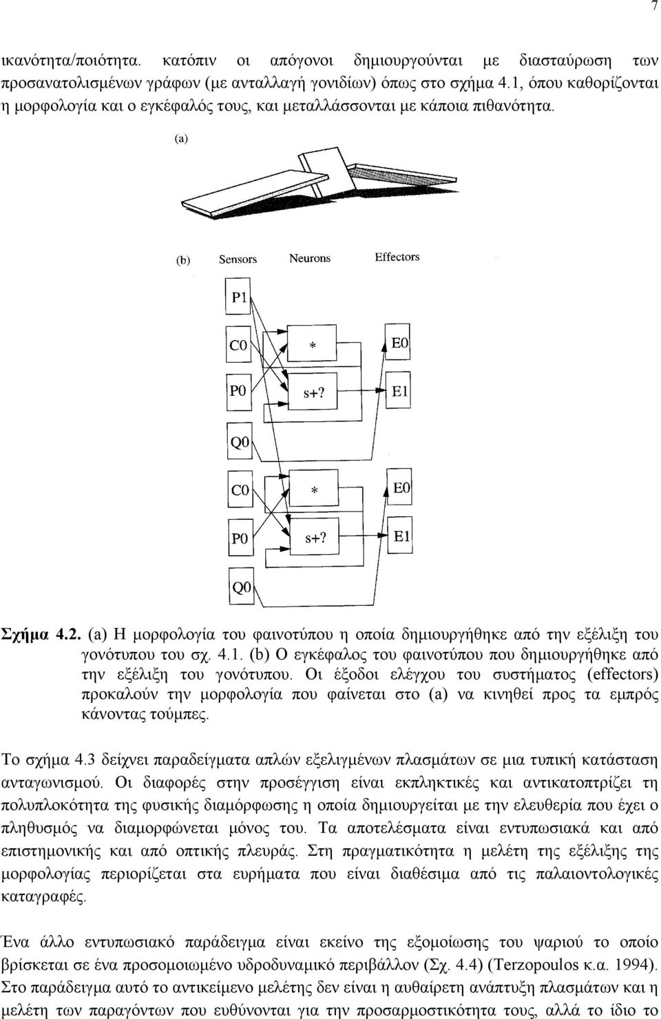 4.1. (b) Ο εγκέφαλος του φαινοτύπου που δηµιουργήθηκε από την εξέλιξη του γονότυπου.