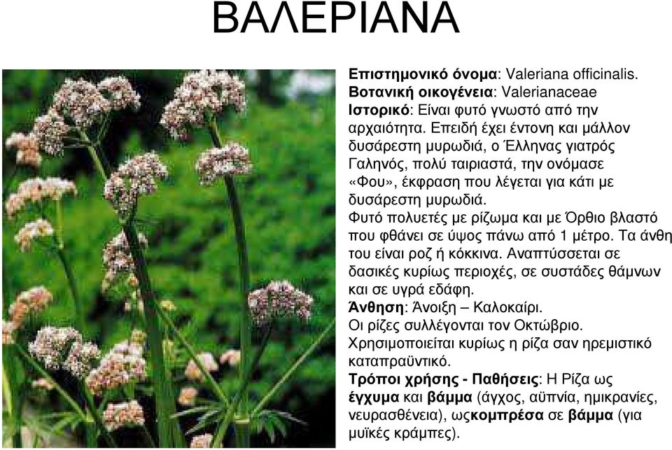 Φυτό πολυετές µε ρίζωµα και µε Όρθιο βλαστό που φθάνει σε ύψος πάνω από 1 µέτρο. Τα άνθη του είναι ροζ ή κόκκινα.