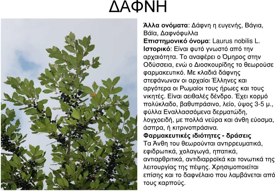 Είναι αειθαλές δένδρο. Έχει κορµό πολύκλαδο, βαθυπράσινο, λείο, ύψος 3-5 µ., φύλλα Εναλλασσόµενα δερµατώδη, λογχοειδή, µε πολλά νεύρα και άνθη εύοσµα, άσπρα, ή κιτρινοπράσινα.