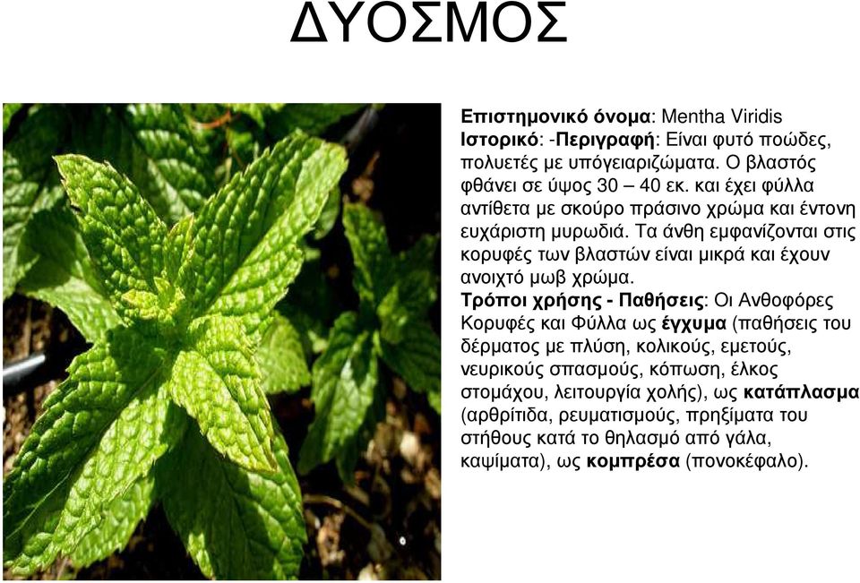 Τα άνθη εµφανίζονται στις κορυφές των βλαστών είναι µικρά και έχουν ανοιχτό µωβ χρώµα.