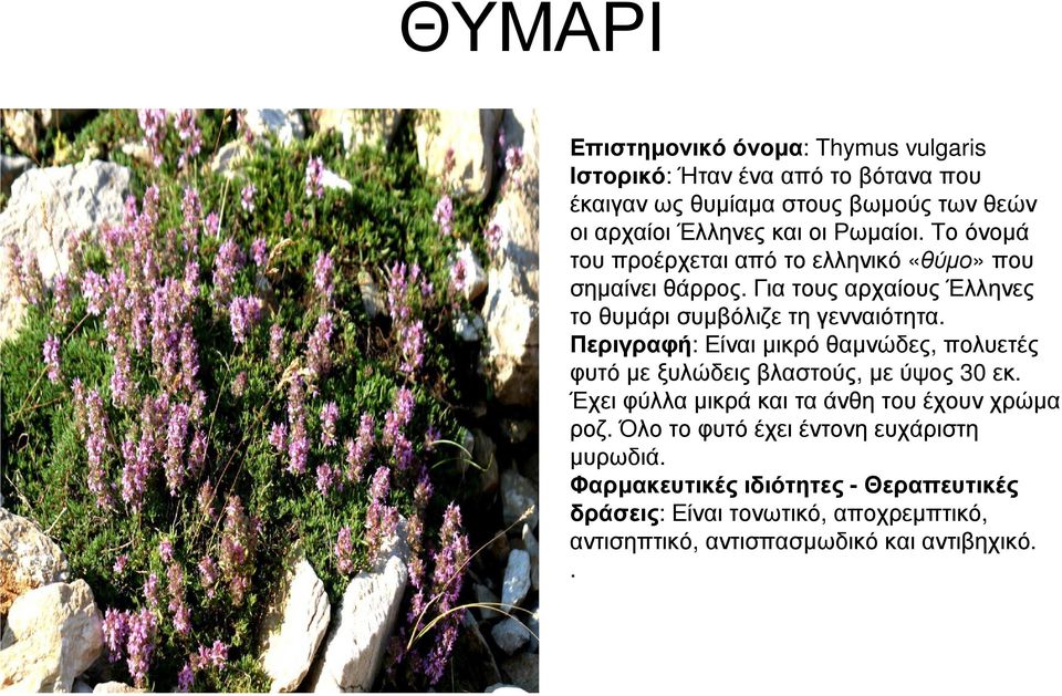 Περιγραφή: Είναι µικρό θαµνώδες, πολυετές φυτό µε ξυλώδεις βλαστούς, µε ύψος 30 εκ. Έχει φύλλα µικρά και τα άνθη του έχουν χρώµα ροζ.