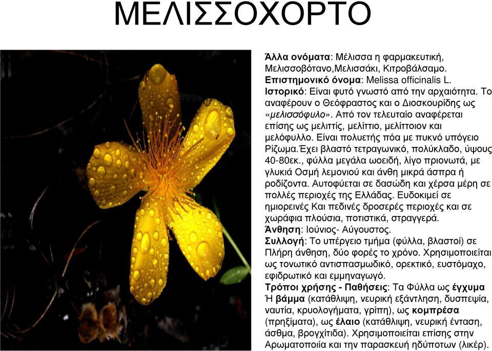 Έχει βλαστό τετραγωνικό, πολύκλαδο, ύψους 40-80εκ., φύλλα µεγάλα ωοειδή, λίγο πριονωτά, µε γλυκιά Οσµή λεµονιού και άνθη µικρά άσπρα ή ροδίζοντα.