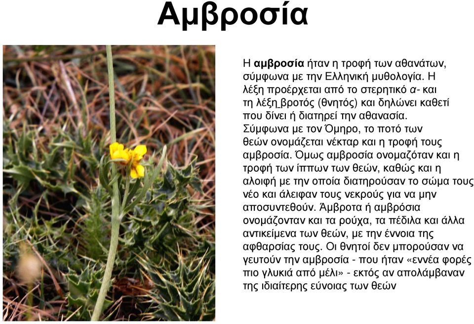 Σύµφωνα µε τον Όµηρο, το ποτό των θεών ονοµάζεται νέκταρ και η τροφή τους αµβροσία.