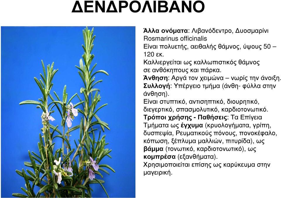 Είναι στυπτικό, αντισηπτικό, διουρητικό, διεγερτικό, σπασµολυτικό, καρδιοτονωτικό.