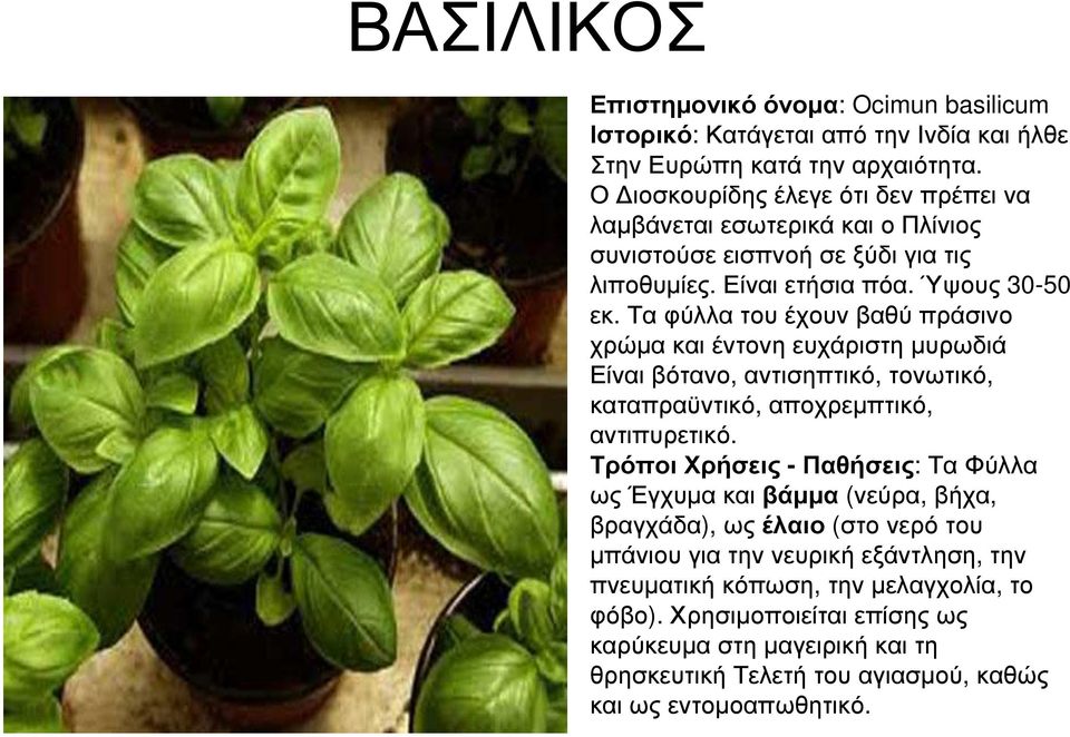 Τα φύλλα του έχουν βαθύ πράσινο χρώµα και έντονη ευχάριστη µυρωδιά Είναι βότανο, αντισηπτικό, τονωτικό, καταπραϋντικό, αποχρεµπτικό, αντιπυρετικό.