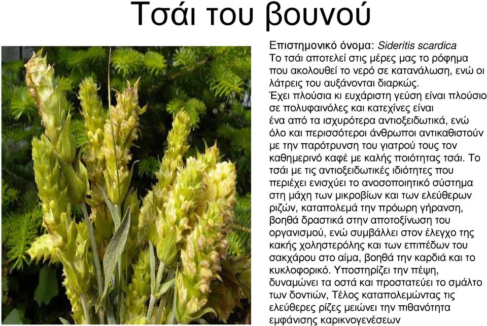 τους τον καθηµερινό καφέ µε καλής ποιότητας τσάι.