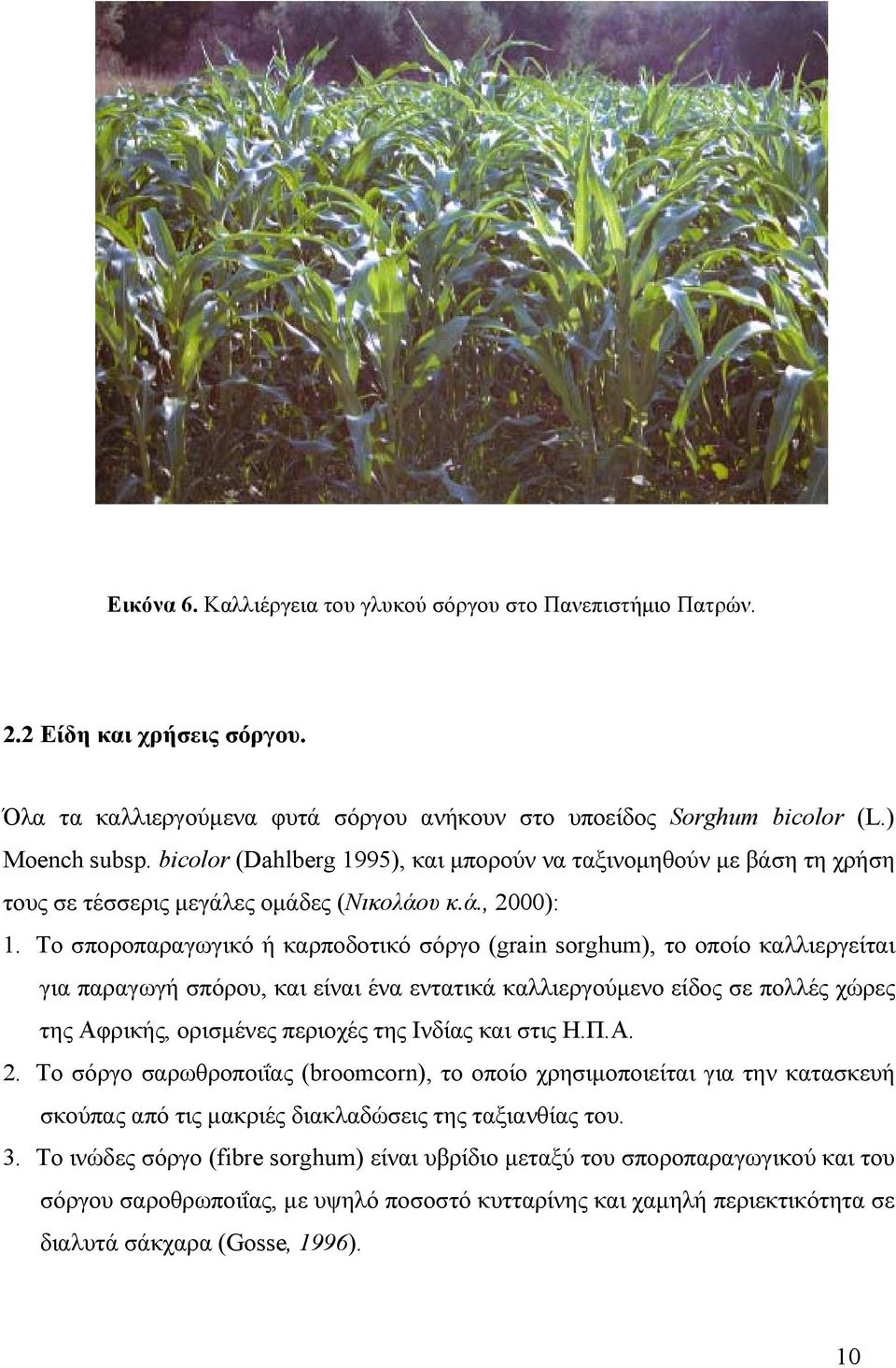 Το σποροπαραγωγικό ή καρποδοτικό σόργο (grain sorghum), το οποίο καλλιεργείται για παραγωγή σπόρου, και είναι ένα εντατικά καλλιεργούμενο είδος σε πολλές χώρες της Αφρικής, ορισμένες περιοχές της