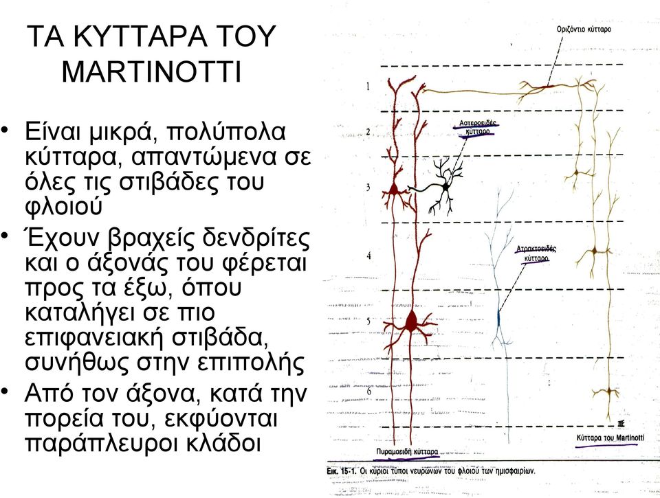 φέρεται προς τα έξω, όπου καταλήγει σε πιο επιφανειακή στιβάδα, συνήθως