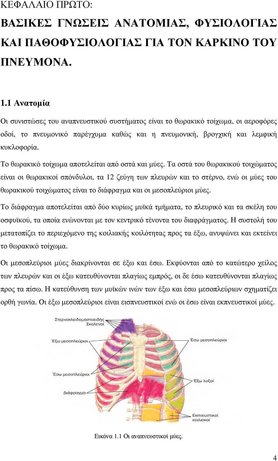 Το θωρακικό τοίχωµα αποτελείται από οστά και µύες.