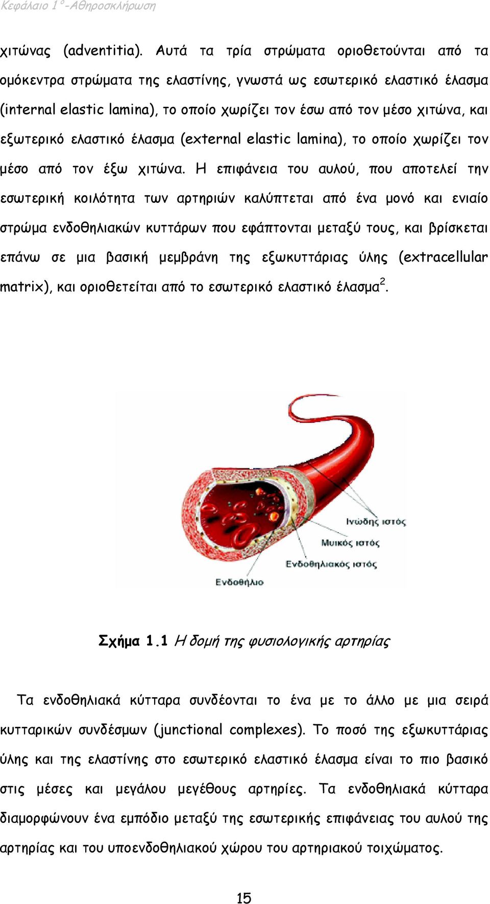 ελαστικό έλασµα (external elastic lamina), το οποίο χωρίζει τον µέσο από τον έξω χιτώνα.