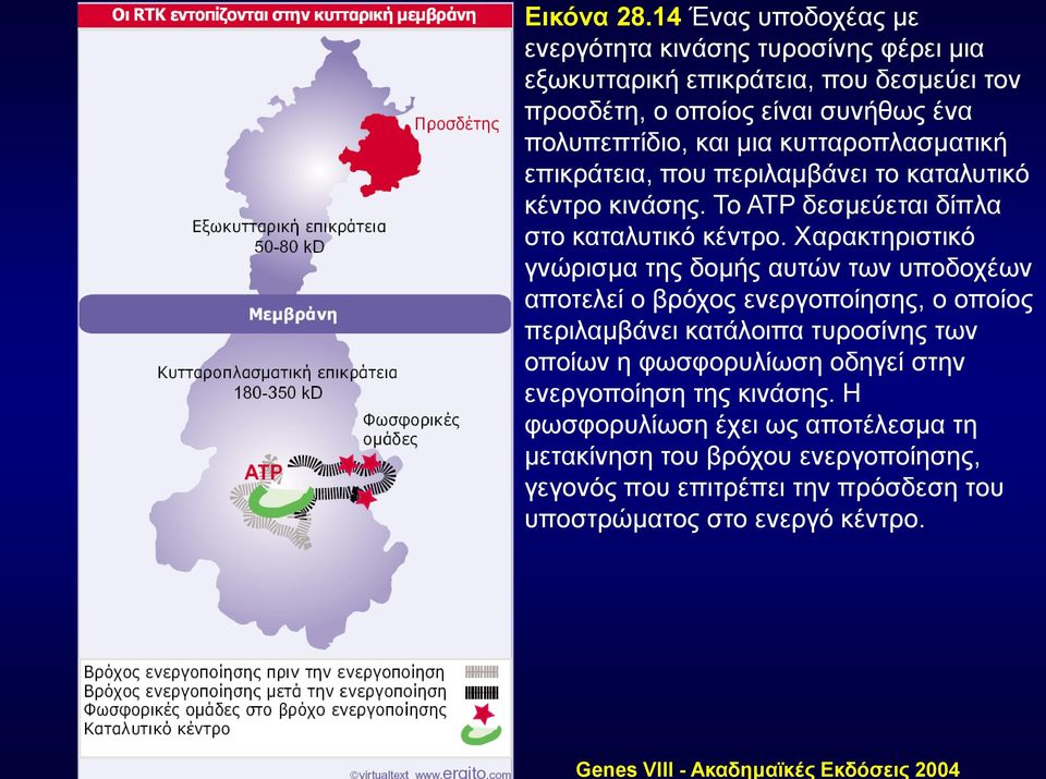 θπηηαξνπιαζκαηηθή επηθξάηεηα, πνπ πεξηιακβάλεη ην θαηαιπηηθό θέληξν θηλάζεο. Τν ATP δεζκεύεηαη δίπια ζην θαηαιπηηθό θέληξν.