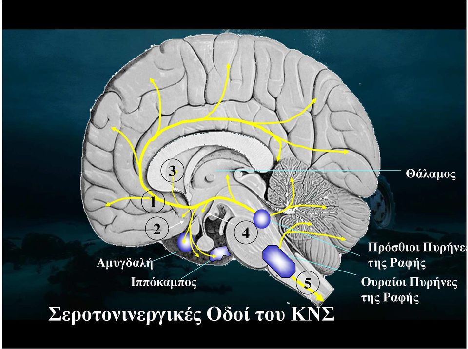 Σεροτονινεργικές Οδοί του ΚΝΣ