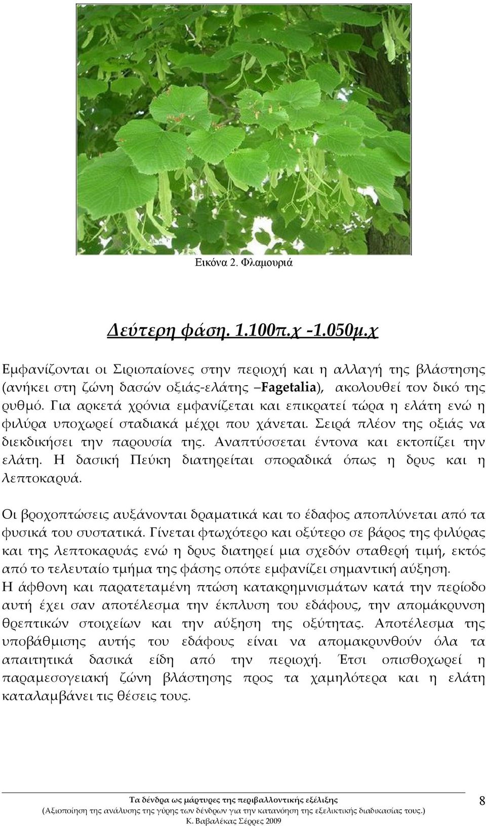Αναπτύσσεται έντονα και εκτοπίζει την ελάτη. Η δασική Πεύκη διατηρείται σποραδικά όπως η δρυς και η λεπτοκαρυά.