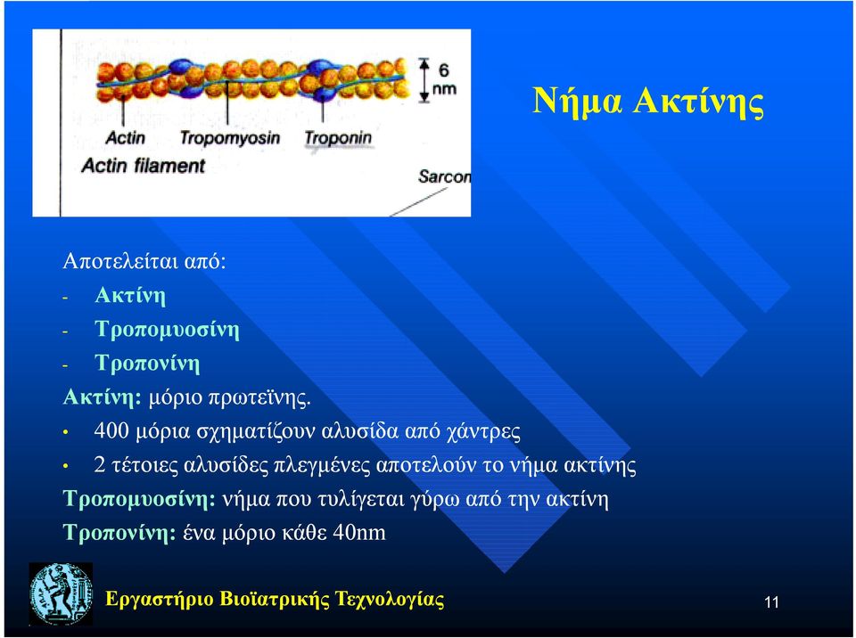 400 μόρια σχηματίζουν αλυσίδα από χάντρες 2 τέτοιες αλυσίδες πλεγμένες