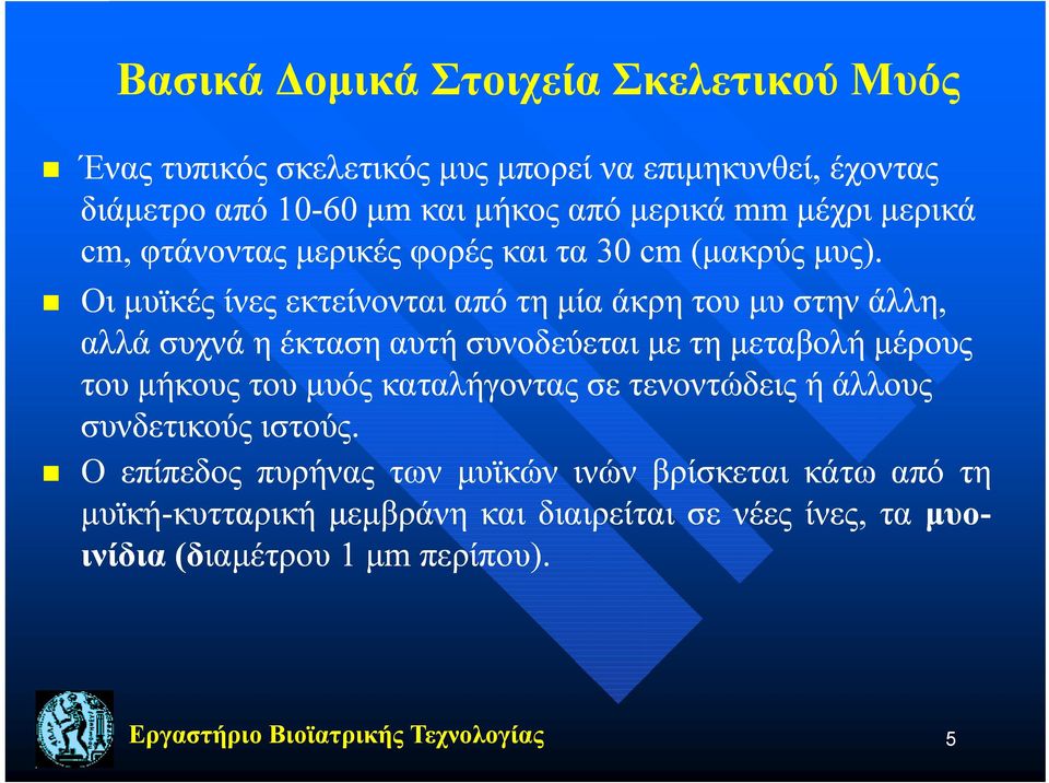 Οι μυϊκές ίνες εκτείνονται από τη μία άκρη του μυ στην άλλη, αλλά συχνά η έκταση αυτή συνοδεύεται με τη μεταβολή μέρους του μήκους του μυός