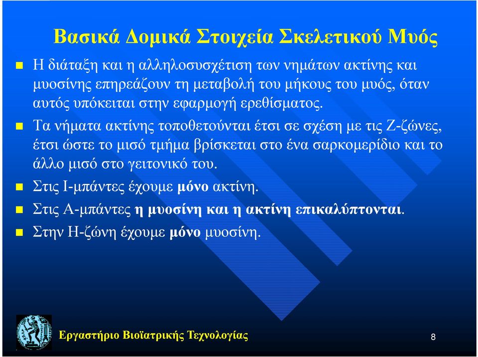 Τα νήματα ακτίνης τοποθετούνται έτσι σε σχέση με τις Ζ-ζώνες, έτσι ώστε το μισό τμήμα βρίσκεται στο ένα σαρκομερίδιο και το