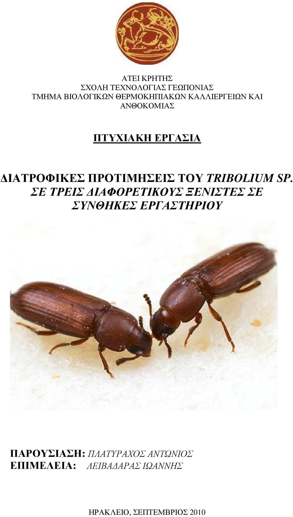 TRIBOLIUM SP.