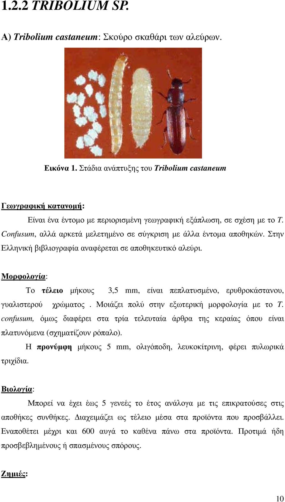 Confusum, αλλά αρκετά µελετηµένο σε σύγκριση µε άλλα έντοµα αποθηκών. Στην Ελληνική βιβλιογραφία αναφέρεται σε αποθηκευτικό αλεύρι.