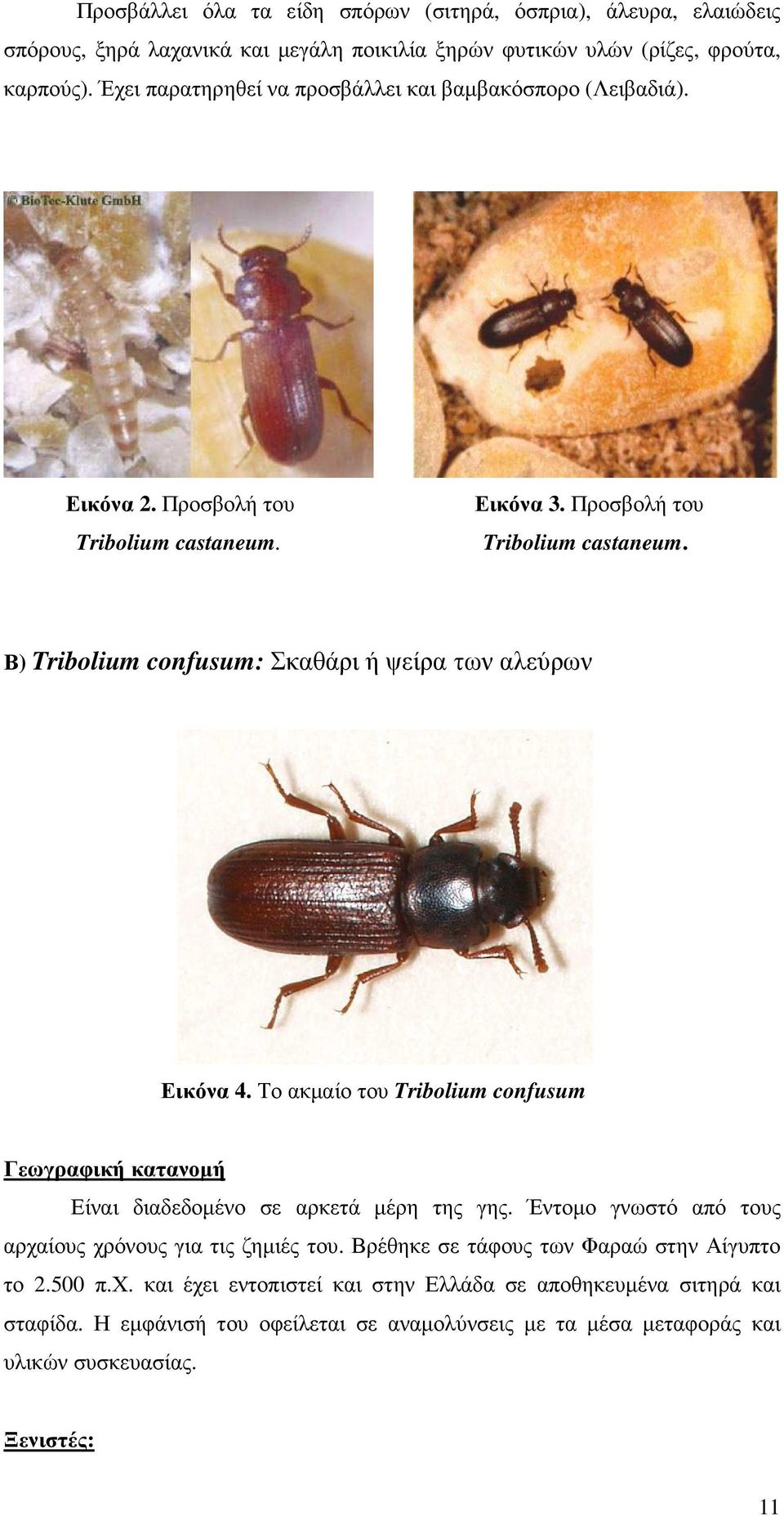 Το ακµαίο του Tribolium confusum Γεωγραφική κατανοµή Είναι διαδεδοµένο σε αρκετά µέρη της γης. Έντοµο γνωστό από τους αρχαίους χρόνους για τις ζηµιές του.