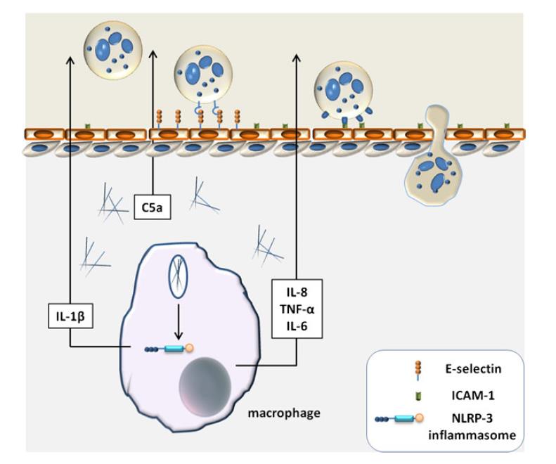 Neutrophils, IL-1β, and