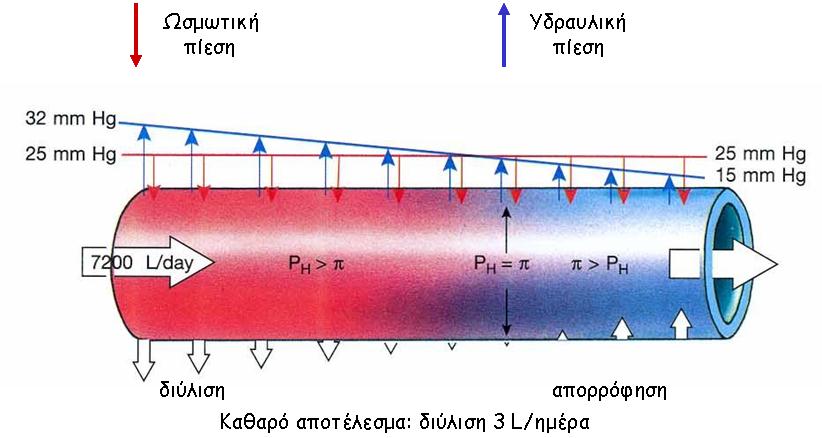 2. Σχεδιάστε σε άξονες ρυθμός ροής - πίεση την μεταβολή του ρυθμού ροή για φυσιολογική και φραγμένη αρτηρία.