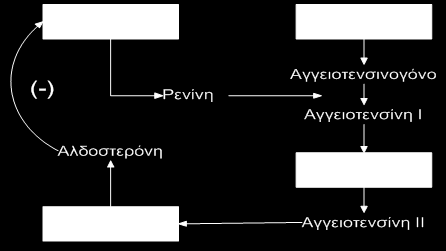 Η έθθξηζε ξελίλεο νδεγεί ζηελ παξαγσγή αγγεηνηελζίλεο I απφ ην αγγεηνηελζηλνγφλν, κία πξσηεΐλε πνπ παξάγεηαη ζην ήπαξ.
