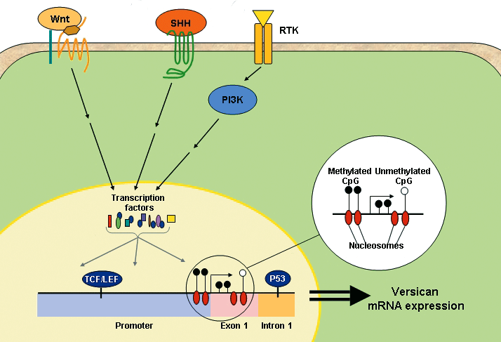 ΕΙΣΑΓΩΓΗ έκφρασης της versican είναι τα sonic hedgehog (SHH), Wnt (Wingless), BMPs (Bone Morphogenetic Proteins) της υπεροικογένειας TGF και ο υποδοχέας PDGF (Rahmani et al., 2006) (Εικόνα 7).