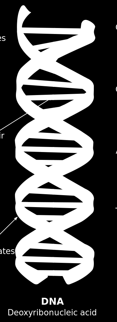 4 DNA - RNA (νουκλεϊκά οξέα) Νουκλεϊκά οξέα ομούνται