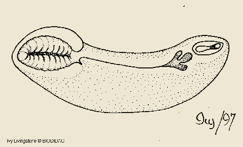 Aplacophora Βραγχιακή αναδίπλωση