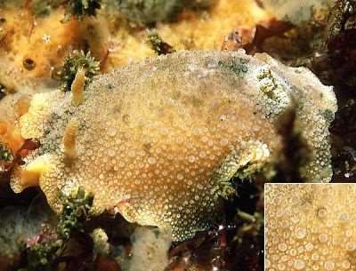 Geitodoris planata