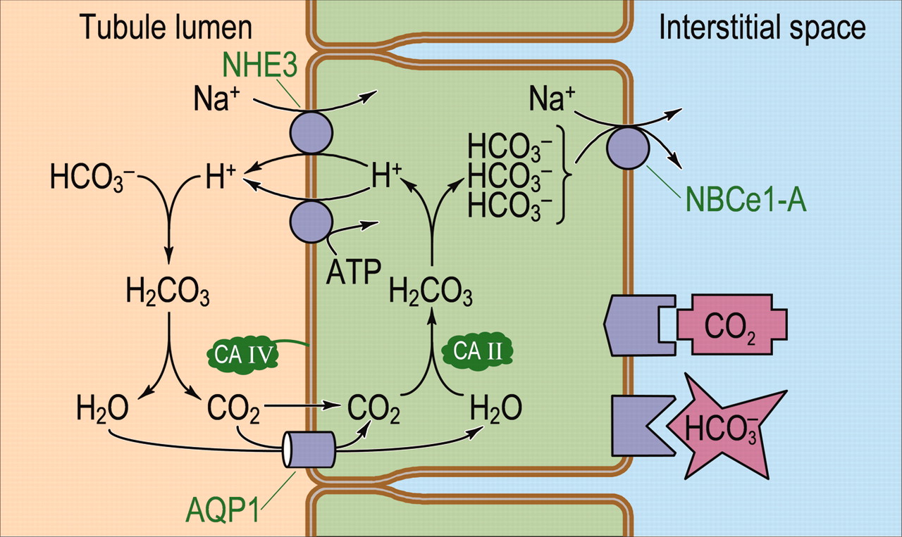 Οι 4 βασικοί άξονες του εγγύς σωληναρίου για τη "µεταφορά" Η+ και HCO3- Μεταφορά: επαναρρόφηση ή έκκριση 3.