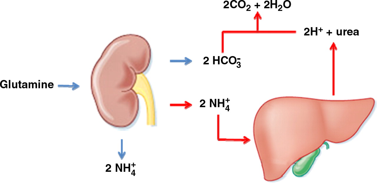 Νεφροί και ήπαρ: 2 όργανα που "παράγουν και ξοδεύουν" HCO3- και ΝΗ3-ΝΗ4+ Μόνο