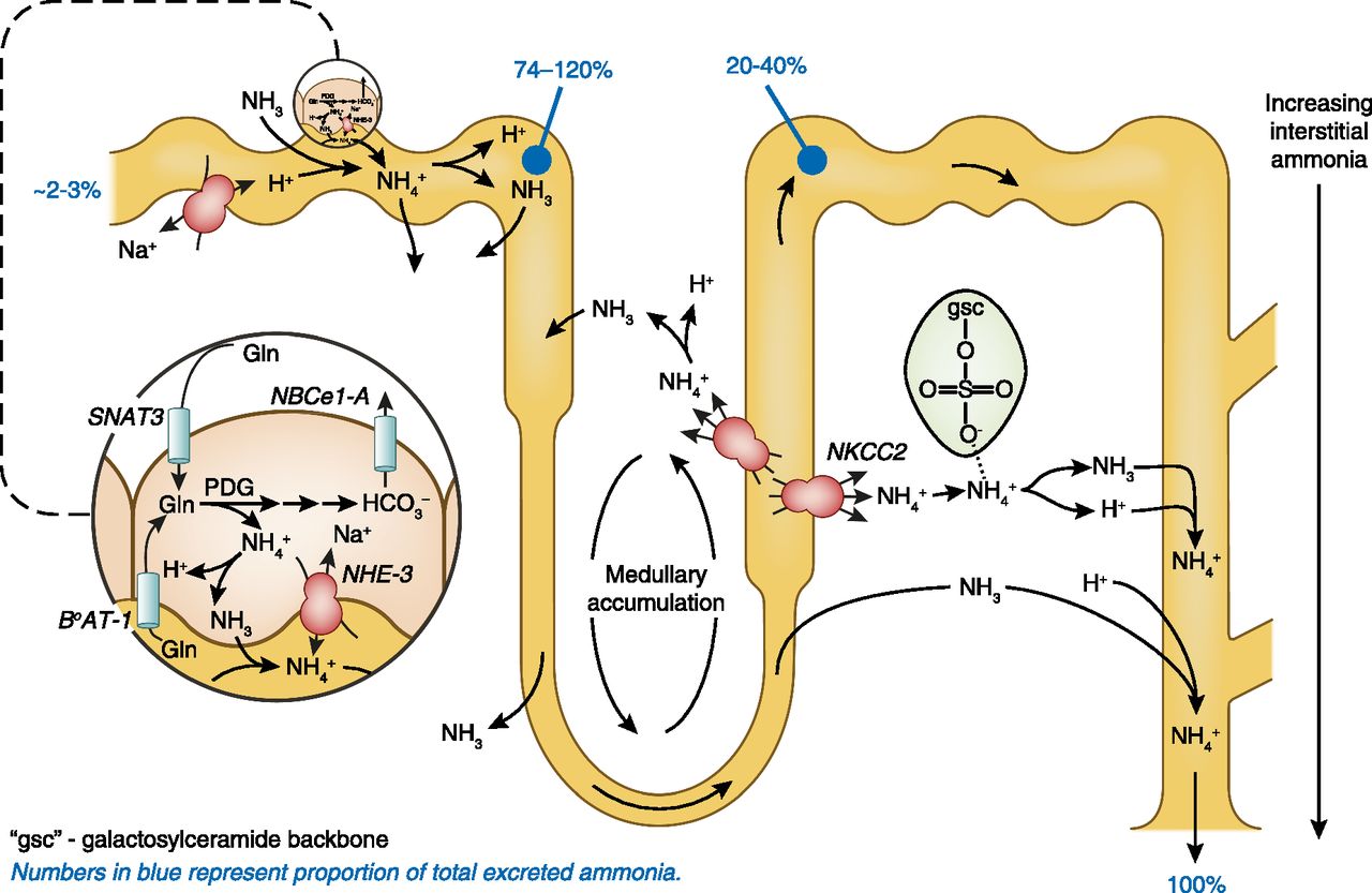 Ανακύκλωση του σ. ΝΗ3-ΝΗ4+ στο νεφρικό µυελό- medullary recycling (2η φάση) Μία σχετικά νέα γνώση ως προς τη διατήρηση του σ.