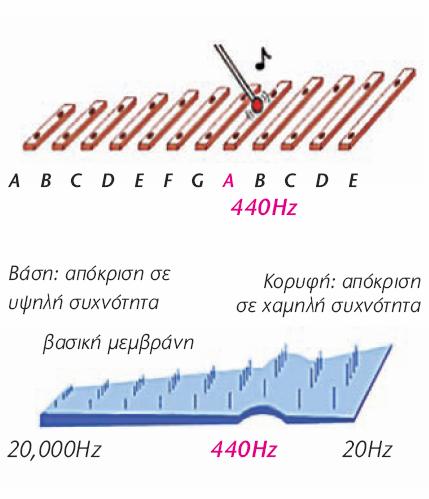 Αντίληψη ήχων στο αυτί The Place Theory Τα ηχητικά κύματα διαφορετικών