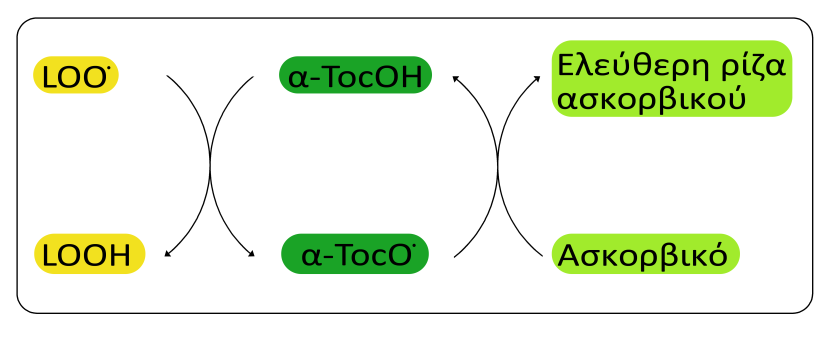 5 Το ασκορβικό αντιδρά απευθείας με δραστικές μορφές οξυγόνου, όπως το Ο 2.-, η ελεύθερη ρίζα του υδροξυλίου (.