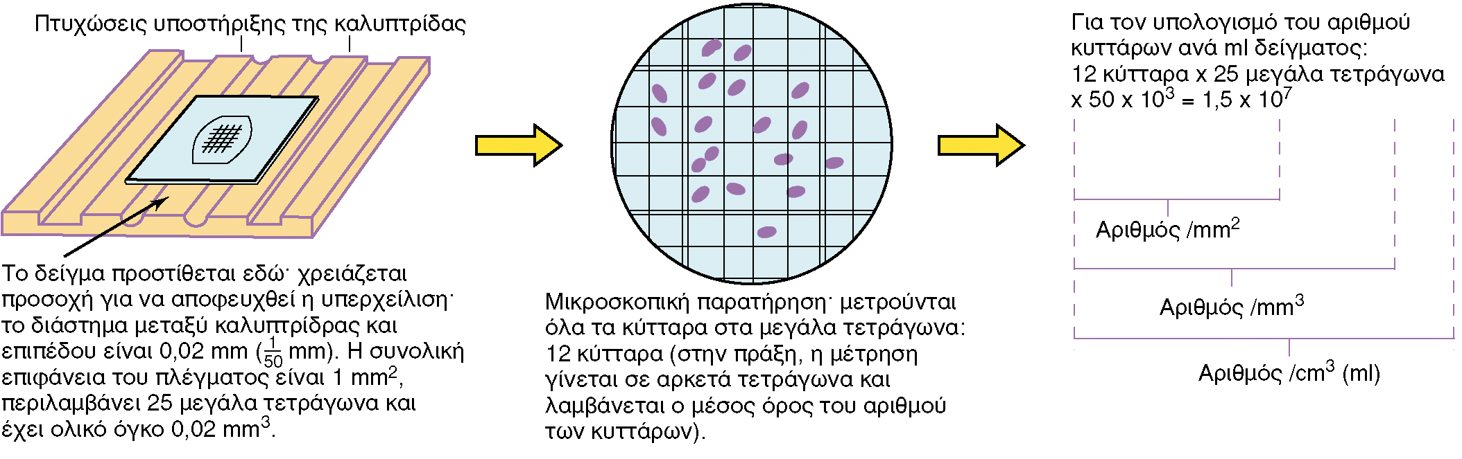 ΑΜΕΣΕΣ ΜΕΤΡΗΣΕΙΣ ΤΗΣ ΜΙΚΡΟΒΙΑΚΗΣ ΑΥΞΗΣΗΣ ΜΕΤΡΗΣΕΙΣ ΣΥΝΟΛΙΚΟΥ ΑΡΙΘΜΟΥ ΚΥΤΤΑΡΩΝ Εικόνα 6.