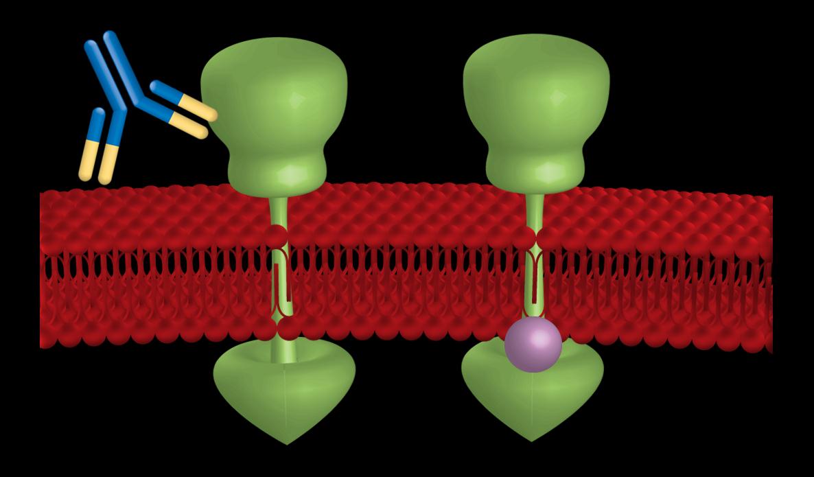 Antibody versus small molecule ErbB2-targeted agents Monoclonal antibody trastuzumab 1 Directed toward extracellular portion of receptor Small molecule lapatinib 2 4 Directed toward kinase domain