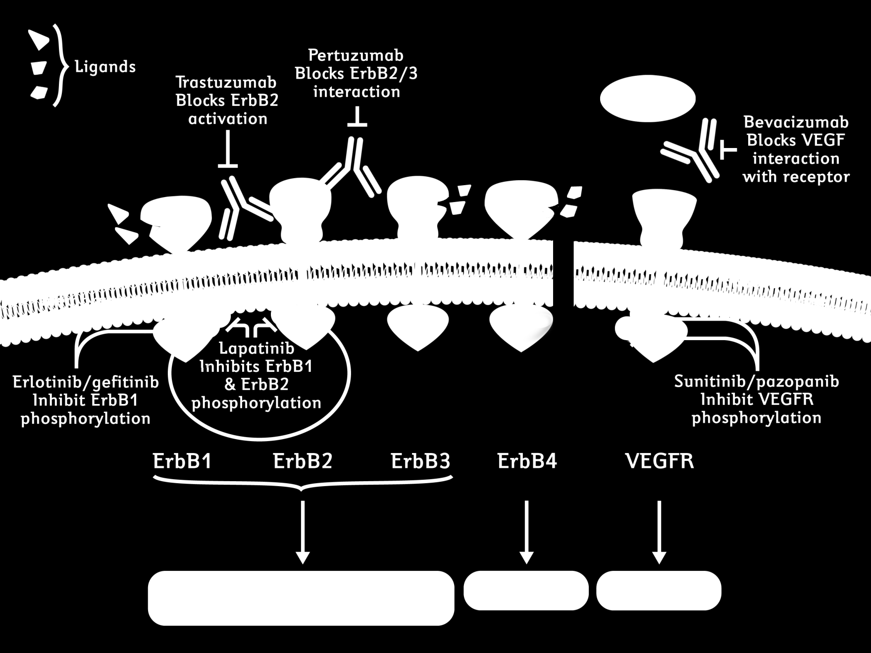 Lapatinib is an oral, small molecule, dual targeted agent in development