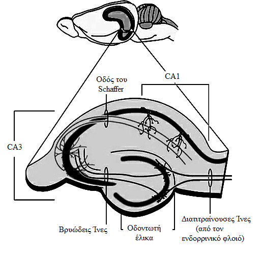 αλλά χορηγούν άξονες προς τα πυραμιδικά κύτταρα της CA3 περιοχής σχηματίζοντας την οδό των βρυωδών ινών (mossy fibres).