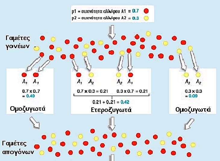 Ισορροπία Hardy-Weinberg (αριθμητικό