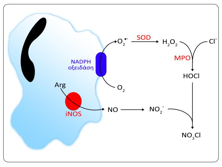 4 Σχήμα 2: Παραγωγή ισχυρών προοξειδωτικών παραγόντων από επαγγελματικά φαγοκύτταρα, με τη συμμετοχή των ενζύμων NADPH οξειδάση, SOD, MPO και inos.